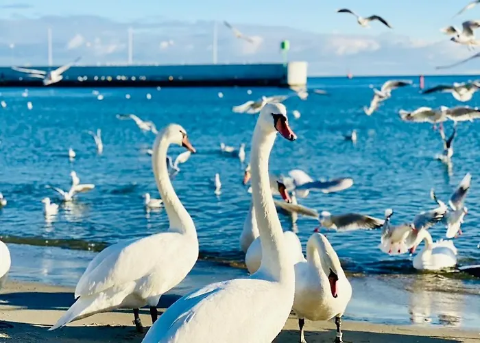 Mily Poranek - Slonce, Mewy, Doskonala Kawa Apartmán *